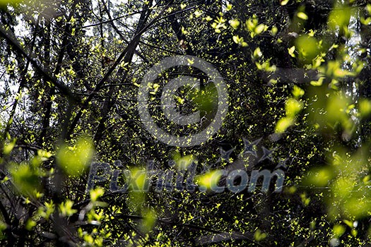 Hundereds of buds opening up and turning into little new leaves in the forest. Hundereds of buds opening up and turning into little new leaves in the forest.