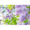 Lila syringa bush at the garden during springtime.