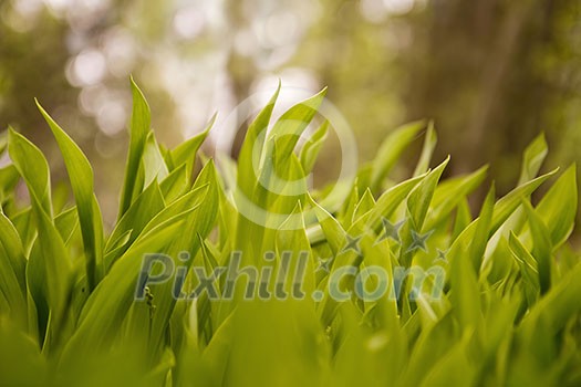Small green buds from the lilly of the valley hidden between the leaves. Small green buds from the lilly of the valley hidden between the leaves.