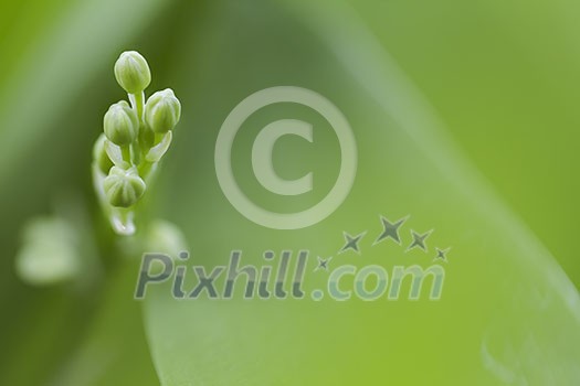 Small green buds from the lilly of the valley hidden between the leaves with space for text. Small green buds from the lilly of the valley hidden between the leaves with space for text.