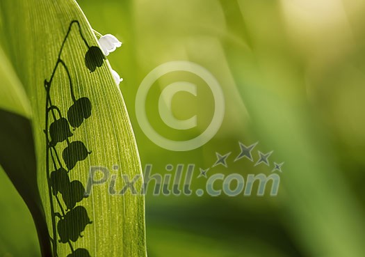 Small green buds from the lilly of the valley hidden between the leaves with space for text. Small green buds from the lilly of the valley hidden between the leaves with space for text.