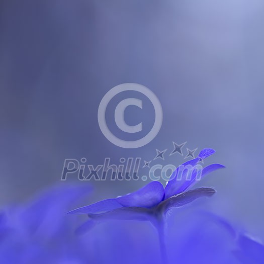 Abstract view on a anemone hepatica with space for text. Abstract view on a anemone hepatica with space for text.