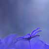 Abstract view on a anemone hepatica with space for text.