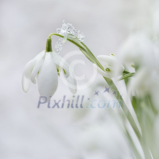 Galanthus nivalis in wintergarden wiht iceparticles. Galanthus nivalis in wintergarden wiht iceparticles.