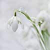 Galanthus nivalis in wintergarden wiht iceparticles.