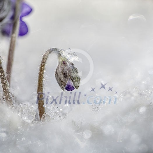 Small hepatica between ice particles Small hepatica between ice particles