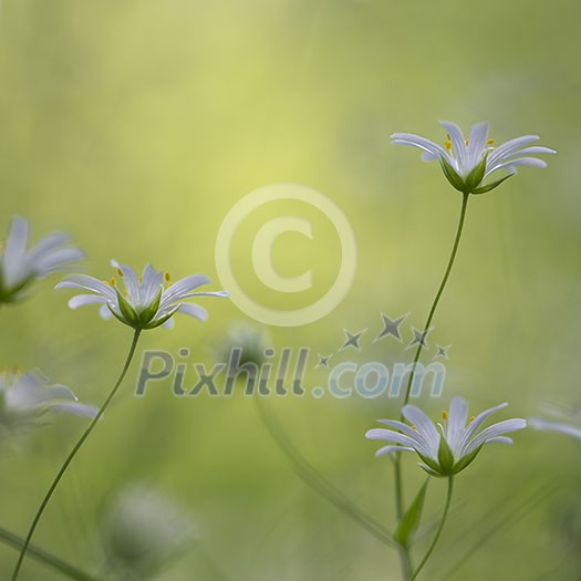 Great Stitchwort flowers in the forest growing towards the sun with space for text.
Great Stitchwort flowers in the forest growing towards the sun with space for text.
