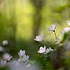 Wood sorrel flowers in the forest growing towards the sun with space for text.
