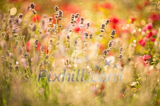 Beautiful Detail Of A Lavender Field.
Provence typical lavender landscape. Lavender field. France Beautiful Detail Of A Lavender Field.
Provence typical lavender landscape. Lavender field. France