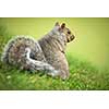 Eastern Grey Squirrel (Sciurus carolinensis)