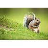 Eastern Grey Squirrel (Sciurus carolinensis)