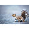 Eastern Grey Squirrel (Sciurus carolinensis)