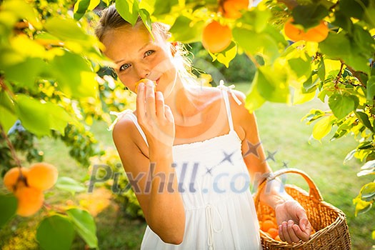 Pretty, young woman picking apricots lit by warm summer evening light (shallow DOF; color toned image)