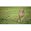 Cheetah (Acinonyx jubatus)