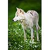 Arctic Wolf (Canis lupus arctos) aka Polar Wolf or White Wolf - Close-up portrait of this beautiful predator against lovely green grass
