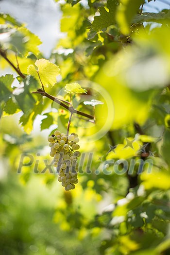 White wine grapes in a vineyard right before the harvest (color toned image) White wine grapes in a vineyard right before the harvest (color toned image)