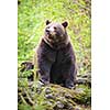 Brown bear (Ursus arctos)