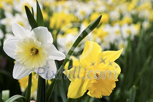 Field of blooming daffodils in spring park Field of blooming daffodils in spring park