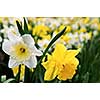 Field of blooming daffodils in spring park