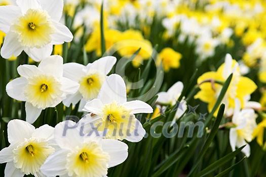 Field of blooming daffodils in spring park Field of blooming daffodils in spring park