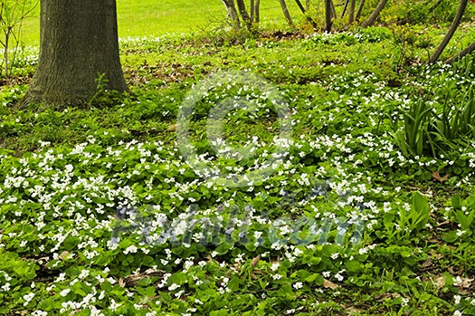 White canada violets blooming in a spring park White canada violets blooming in a spring park