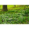 White canada violets blooming in a spring park