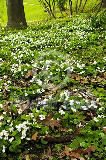 White canada violets blooming in a spring park White canada violets blooming in a spring park