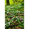 White canada violets blooming in a spring park