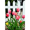 Bright blooming tulips growing in spring garden
