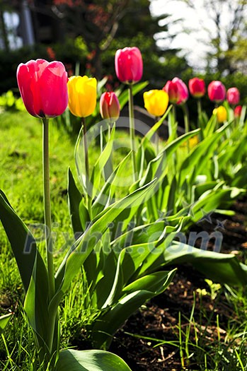 Bright blooming tulips growing in spring garden Bright blooming tulips growing in spring garden