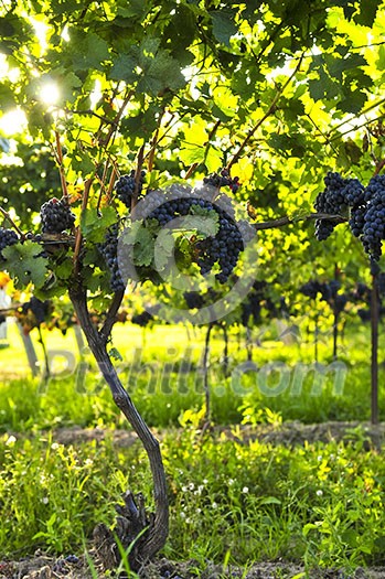 Purple grapes growing on vine in bright sunshine Purple grapes growing on vine in bright sunshine