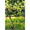 Purple grapes growing on vine in bright sunshine