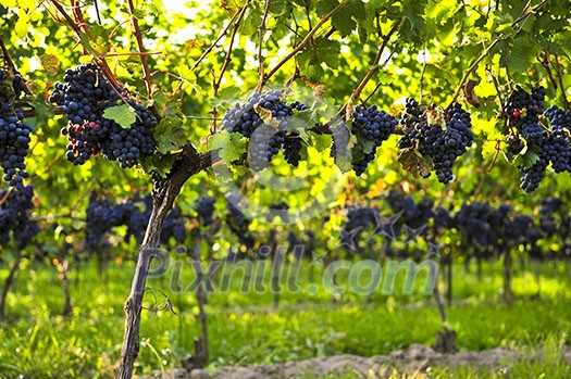 Purple grapes growing on vine in bright sunshine Purple grapes growing on vine in bright sunshine
