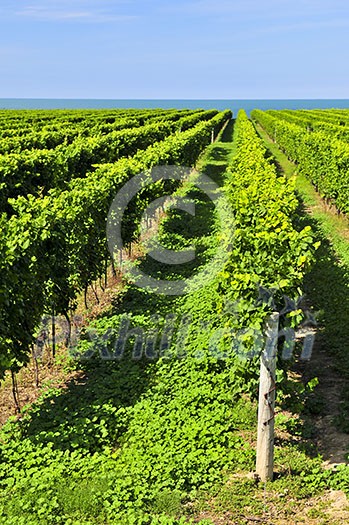Rows of young grape vines growing in Niagara peninsula vineyard Rows of young grape vines growing in Niagara peninsula vineyard
