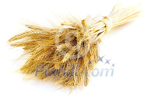 Stalks of golden wheat grain isolated on white background Stalks of golden wheat grain isolated on white background