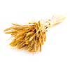 Stalks of golden wheat grain isolated on white background