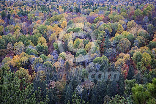 Fall forest trees viewed from Lookout trail in Algonquin Provincial Park, Canada. Fall forest trees viewed from Lookout trail in Algonquin Provincial Park, Canada.