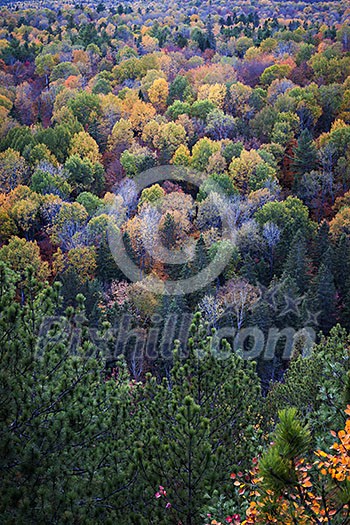 Fall forest trees viewed from Lookout trail in Algonquin Provincial Park, Canada. Fall forest trees viewed from Lookout trail in Algonquin Provincial Park, Canada.