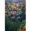 Fall forest trees viewed from Lookout trail in Algonquin Provincial Park, Canada.