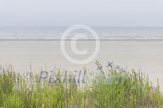 Empty sandy beach in fog with green grass Empty sandy beach in fog with green grass