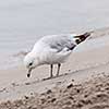 Seagull close up standing on sandy foggy beach near water, square format.