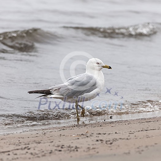 Seagull close up standing on sandy foggy beach near water, square format. Seagull close up standing on sandy foggy beach near water, square format.