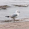Seagull close up standing on sandy foggy beach near water, square format.