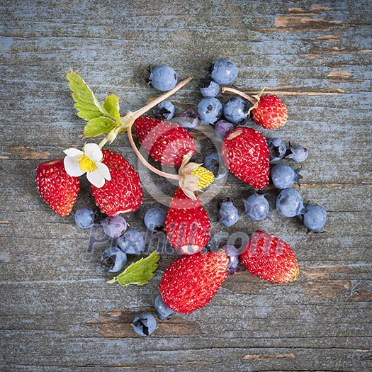 Fresh small wild strawberries and blueberries on old blue wooden background square format Fresh small wild strawberries and blueberries on old blue wooden background square format