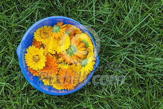 Freshly picked medicinal calendula flowers in blue bowl on green grass Freshly picked medicinal calendula flowers in blue bowl on green grass