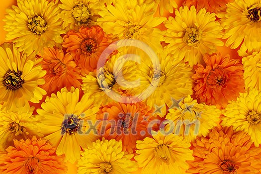 Yellow and orange medicinal calendula or marigold flowers as fresh floral background Yellow and orange medicinal calendula or marigold flowers as fresh floral background