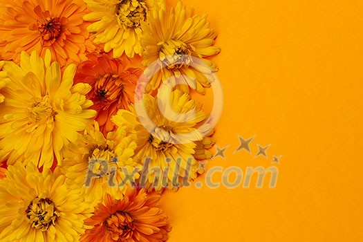 Fresh medicinal calendula or marigold flowers arranged on orange background with copy space Fresh medicinal calendula or marigold flowers arranged on orange background with copy space