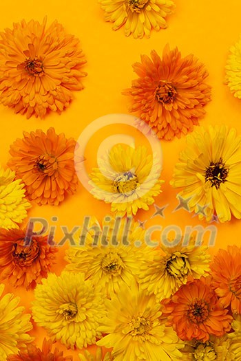 Freshly picked medicinal calendula or marigold flowers arranged on orange background Freshly picked medicinal calendula or marigold flowers arranged on orange background