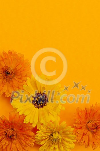 Several fresh medicinal calendula or marigold flowers arranged on orange background with copy space Several fresh medicinal calendula or marigold flowers arranged on orange background with copy space