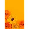 Several fresh medicinal calendula or marigold flowers arranged on orange background with copy space